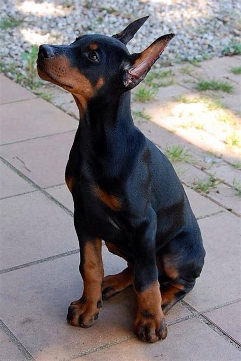 doberman pinscher for sale texas|doberman pinscher puppies near me.